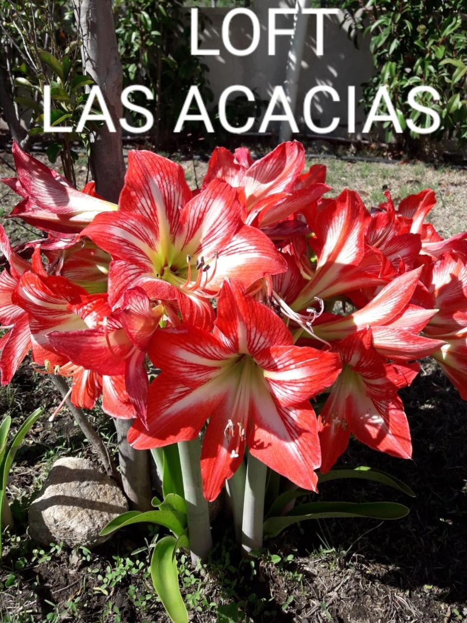 Loft Las Acacias Potrero de los Funes Luaran gambar